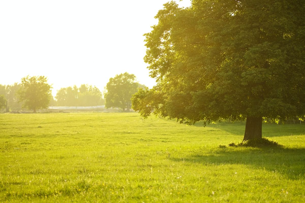 A field on which grows one beautiful tall oak tree, a summer landscape in sunny warm weather.