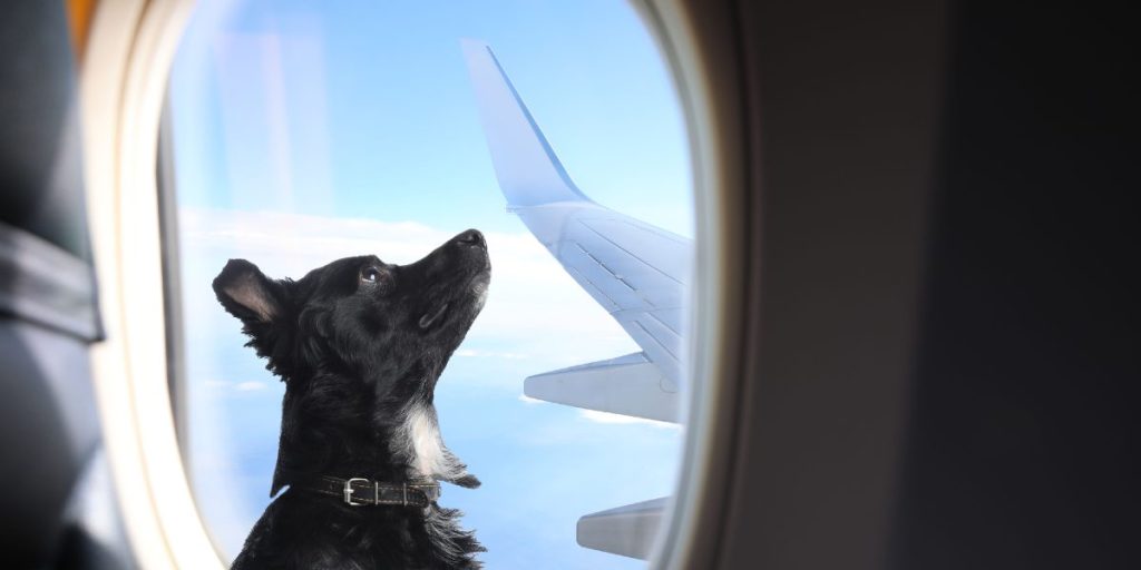 dog airplane flying travel