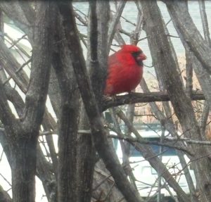 cardinal